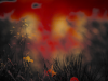 Tenedle_Demetra_Graphics_